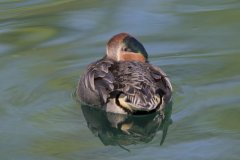 Green-winged Teal, Anas carolinensis