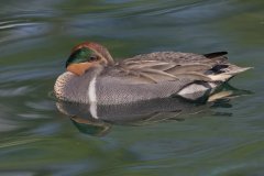 Green-winged Teal, Anas carolinensis