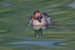 Green-winged Teal, Anas carolinensis