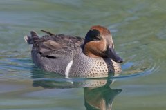 Green-winged Teal, Anas carolinensis