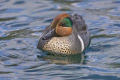 Green-winged Teal, Anas carolinensis