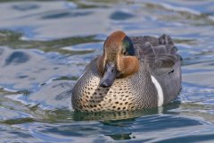 Green-winged Teal, Anas carolinensis