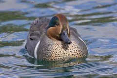 Green-winged Teal, Anas carolinensis