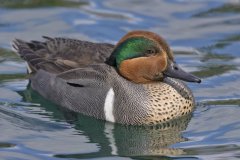 Green-winged Teal, Anas carolinensis