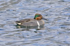 Green-winged Teal, Anas carolinensis