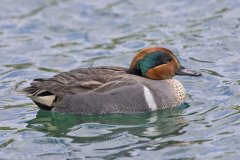 Green-winged Teal, Anas carolinensis