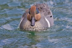 Green-winged Teal, Anas carolinensis