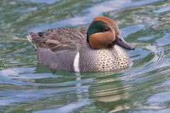 Green-winged Teal, Anas carolinensis