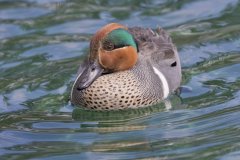 Green-winged Teal, Anas carolinensis