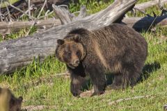 Grizzly Bear, Ursus arctos horribilis