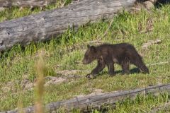 Grizzly Bear, Ursus arctos horribilis