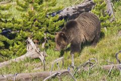 Grizzly Bear, Ursus arctos horribilis