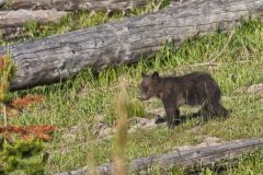 Grizzly Bear, Ursus arctos horribilis