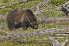 Grizzly Bear, Ursus arctos horribilis