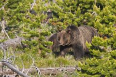 Grizzly Bear, Ursus arctos horribilis