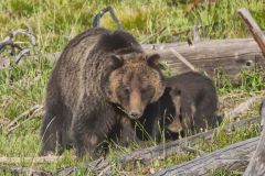 Grizzly Bear, Ursus arctos horribilis