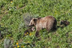 Grizzly Bear, Ursus arctos horribilis