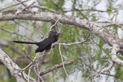 Grooved-billed Ani, Crotophaga sulcirostris