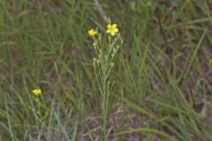 Grooved Yellow Flax, Linum sulcatum