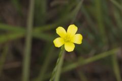 Grooved Yellow Flax, Linum sulcatum