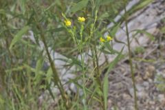 Grooved Yellow Flax, Linum sulcatum