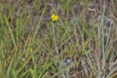 Grooved Yellow Flax, Linum sulcatum