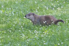 Groundhog, Marmota monax