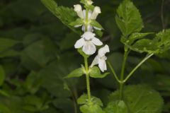 Guyandotte Beauty, Synandra hispidula