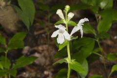 Guyandotte Beauty, Synandra hispidula