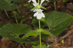 Guyandotte Beauty, Synandra hispidula