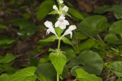 Guyandotte Beauty, Synandra hispidula