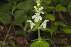 Guyandotte Beauty, Synandra hispidula