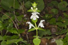 Guyandotte Beauty, Synandra hispidula