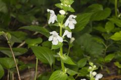 Guyandotte Beauty, Synandra hispidula