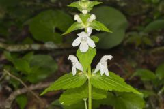 Guyandotte Beauty, Synandra hispidula