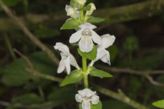 Guyandotte Beauty, Synandra hispidula