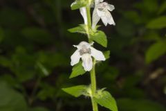 Guyandotte Beauty, Synandra hispidula