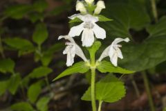 Guyandotte Beauty, Synandra hispidula