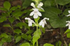 Guyandotte Beauty, Synandra hispidula