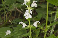 Guyandotte Beauty, Synandra hispidula