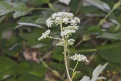 Hairy Angelica, Angelica vennenosta