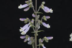 Hairy beardtongue, Penstemon hirsutus