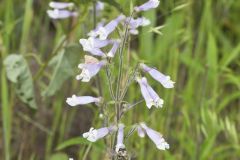 Hairy beardtongue, Penstemon hirsutus