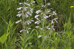 Hairy beardtongue, Penstemon hirsutus