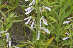 Hairy beardtongue, Penstemon hirsutus