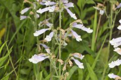 Hairy beardtongue, Penstemon hirsutus