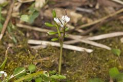 Hairy Bittercress, Cardamine hirsuta