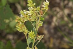 Hairy Bushclover, Lespedeza hirta