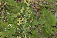 Hairy Bushclover, Lespedeza hirta