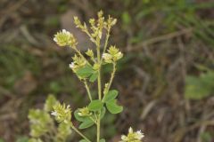 Hairy Bushclover, Lespedeza hirta